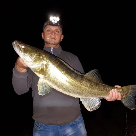 Zander