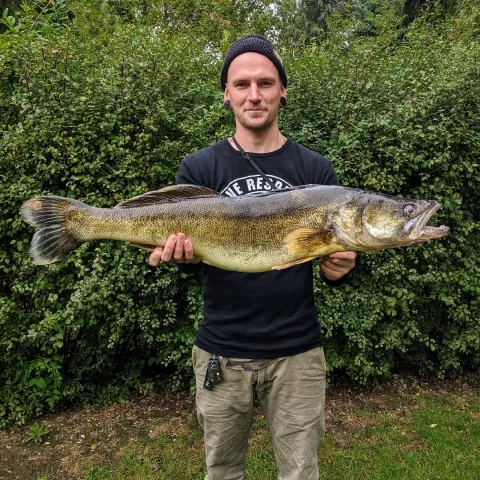Zander