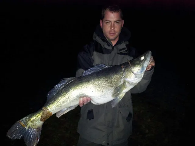 Zander