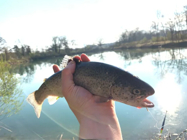 Regenbogenforelle