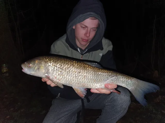 Döbel