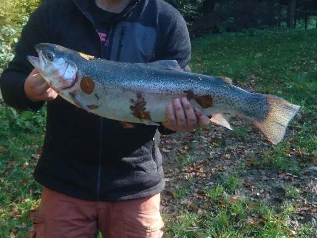 Regenbogenforelle
