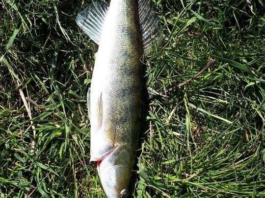 Zander