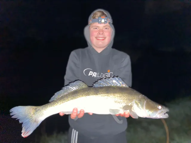 Zander