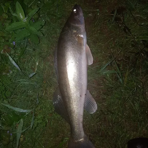 Zander