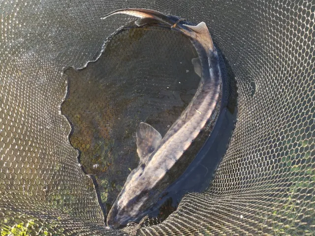 Stör