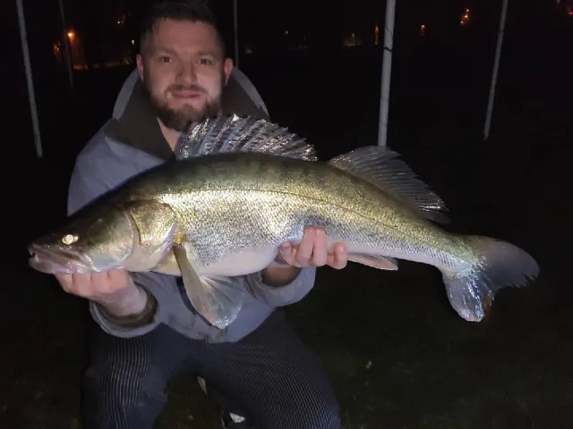 Zander