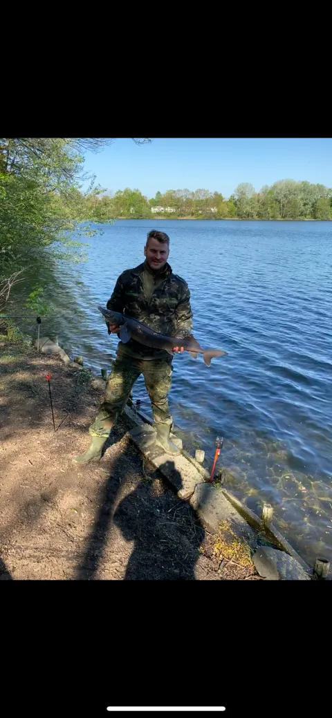 Stör