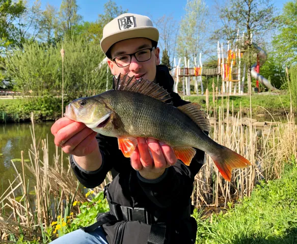 Flussbarsch