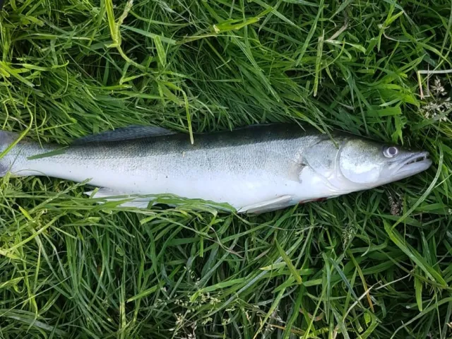 Zander