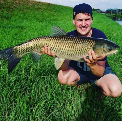 Graskarpfen