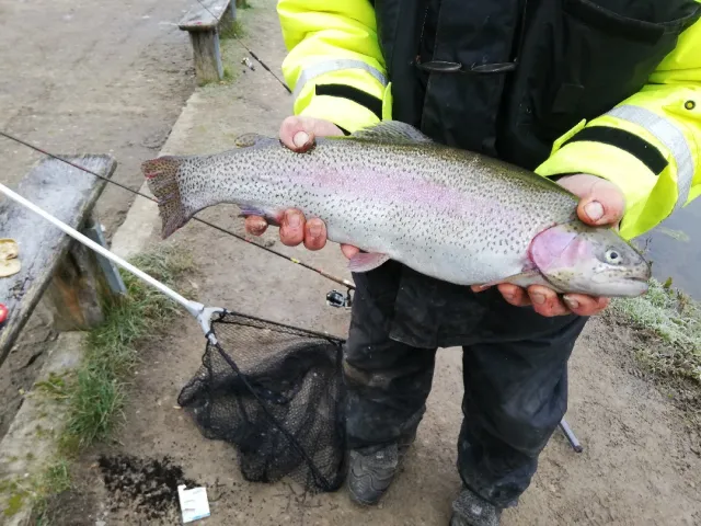 Regenbogenforelle