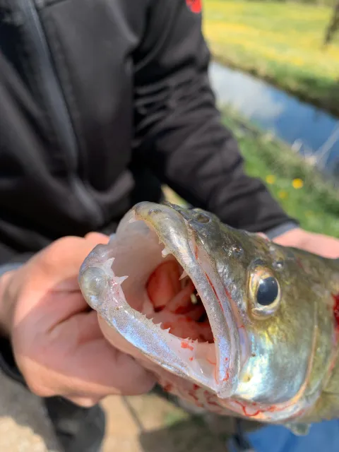 Zander