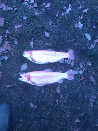 Forellensee Krogaspe ALLE ANGELN