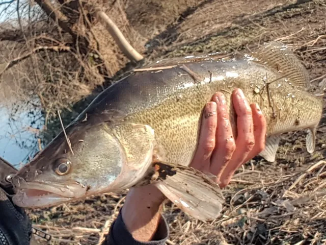 Zander