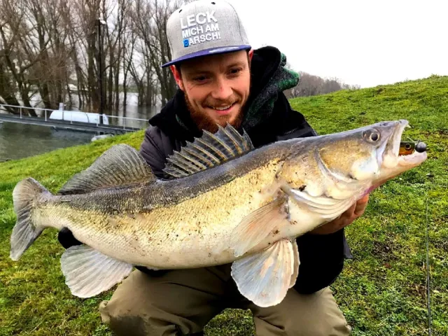 Zander