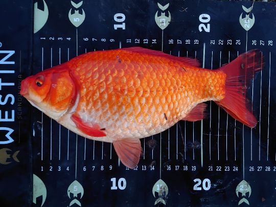 Goldfisch