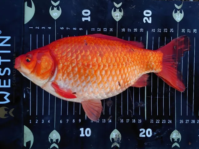 Goldfisch