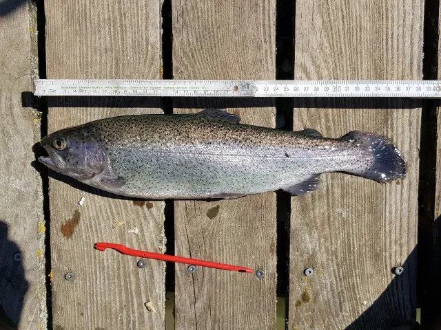 Regenbogenforelle