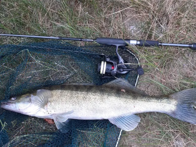 Zander