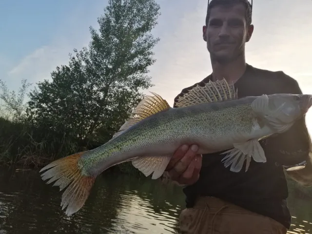 Zander