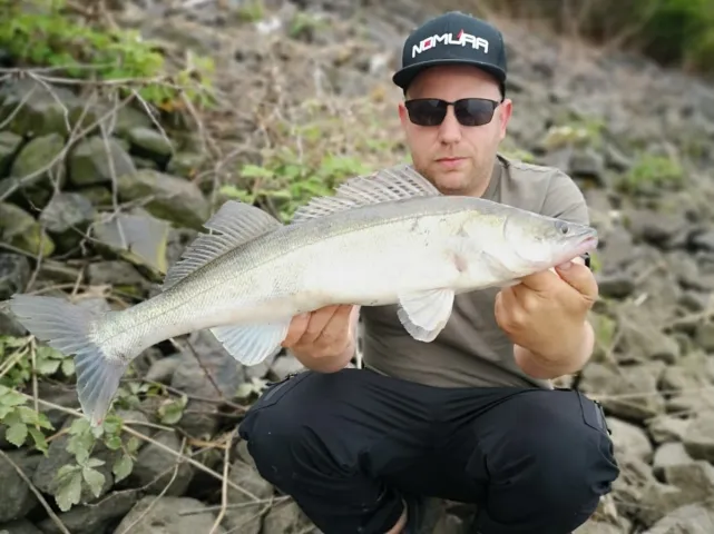 Zander