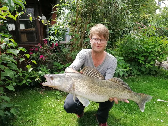 Zander