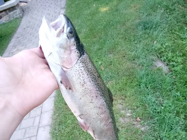 Regenbogenforelle
