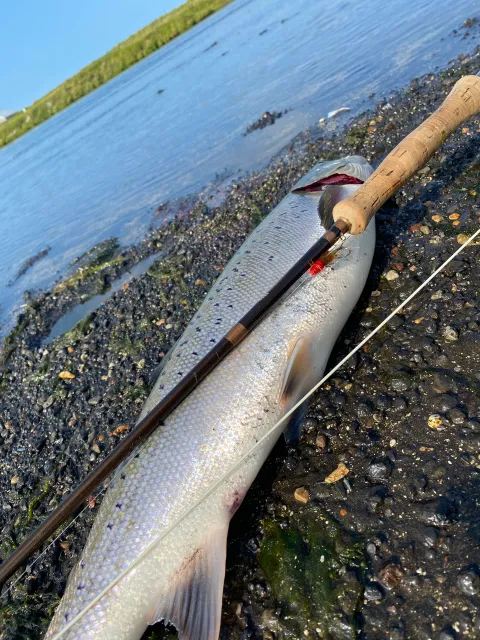 Lachs