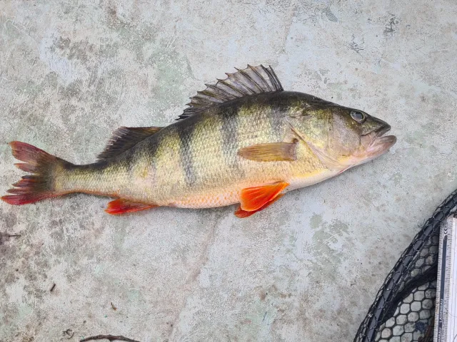 Flussbarsch