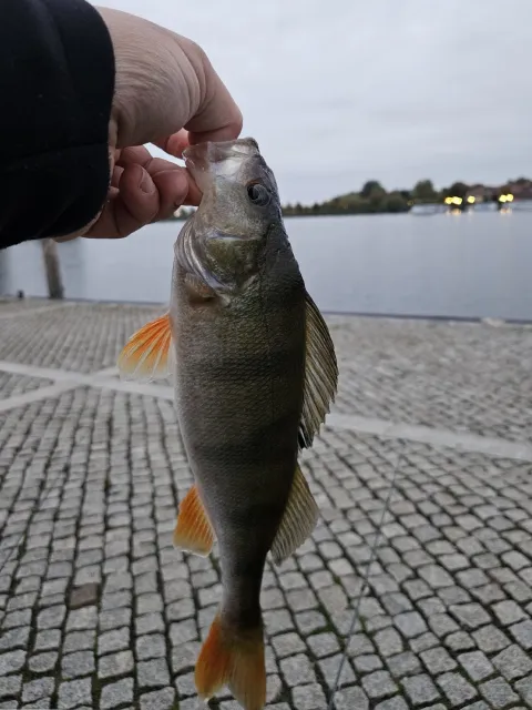 Flussbarsch