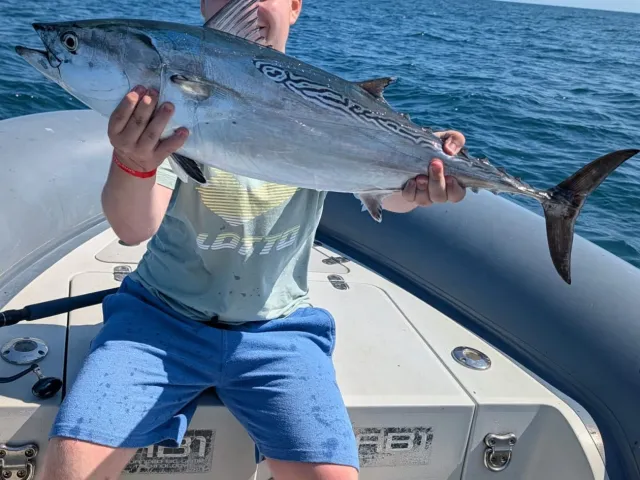 Bonito