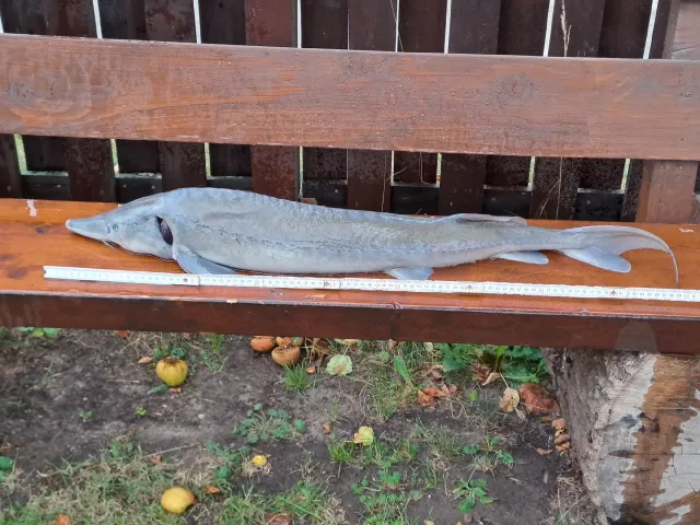Stör