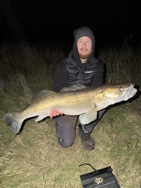 Zander