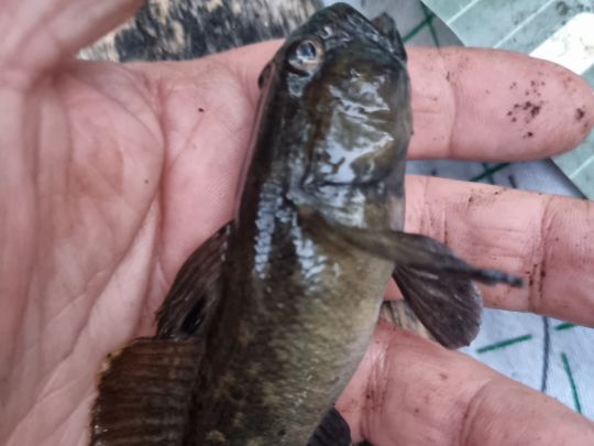 Schwarzmund-Grundel-4