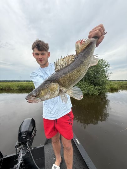 Zander