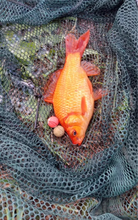 Goldfisch