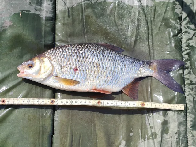 Rotauge