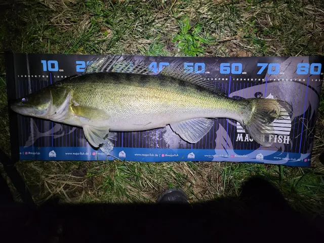 Zander