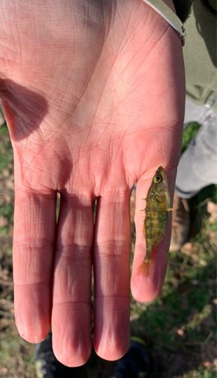 Dreistachliger Stichling