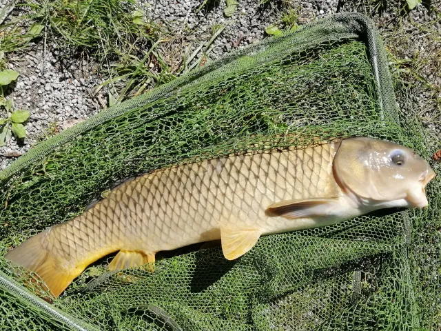 Karpfen