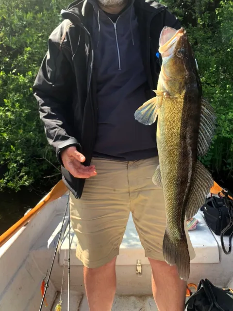 Zander