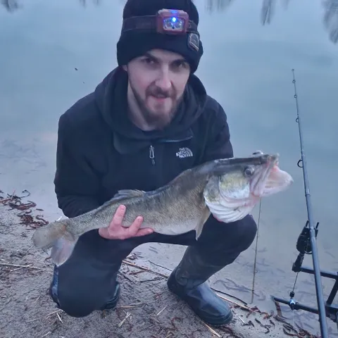 Zander
