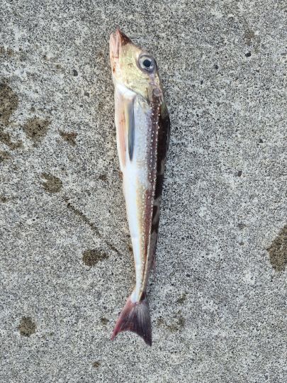 Knurrhahn (Roter)