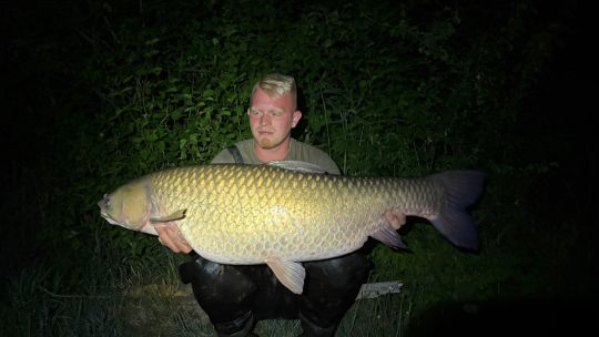 Graskarpfen