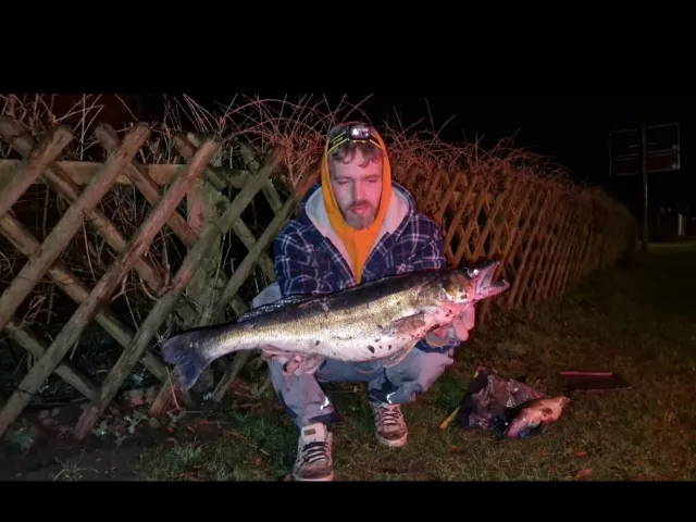 Zander