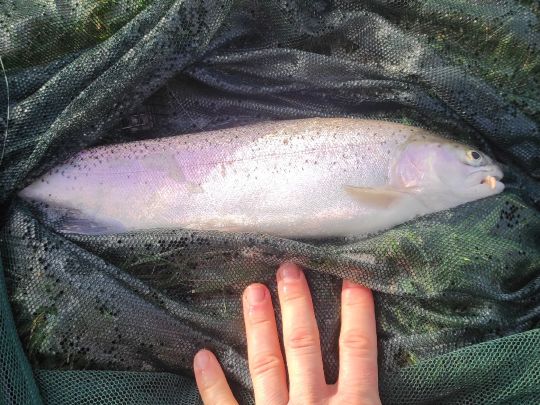 Regenbogenforelle
