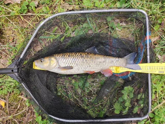 Döbel