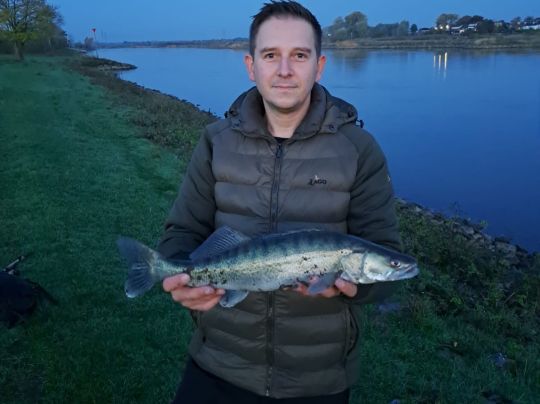 Zander