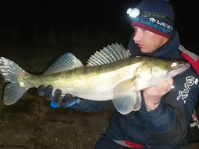 Zander